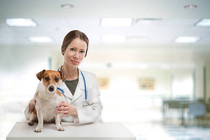 veterinar