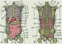 Organele interne