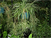 Planta paianjen (Chlorophytum Comosum)