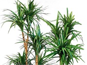 Dracena