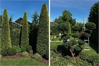 O grădină frumoasă nu începe cu plantarea copacilor. Cum transformă Art Garden o curte într-un spațiu verde care poate fi întreținut ușor